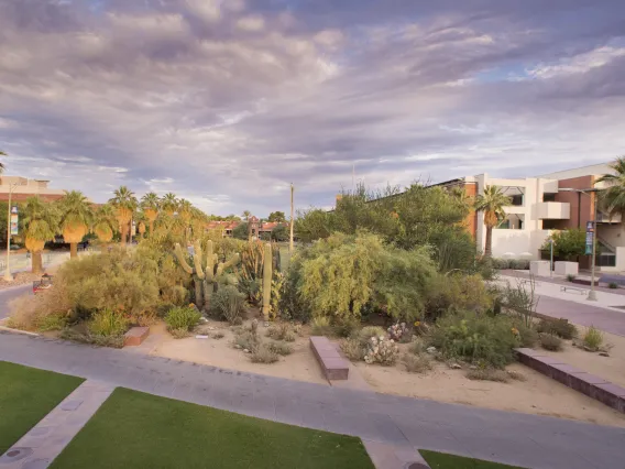 Aerial view of the Cactus Garden on the Mall