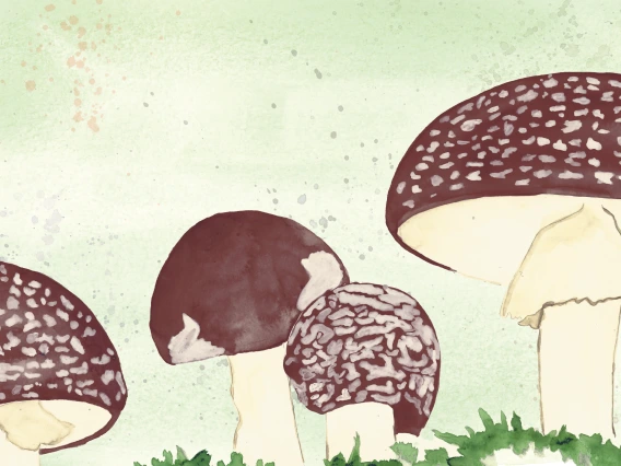 Illustration of mushrooms