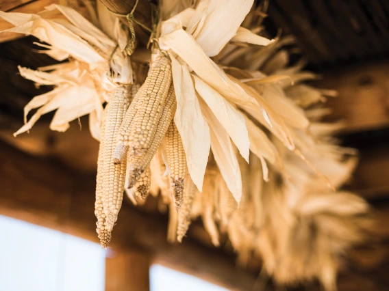 Corn