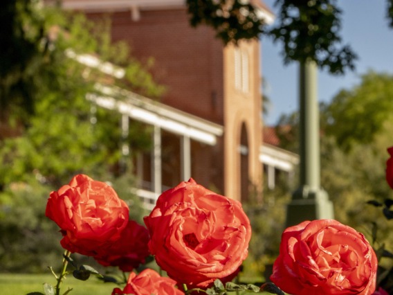 Roses in the foreground, Old Main in background