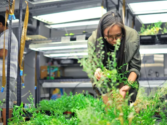 A photograph of indoor farming at the University of Arizona