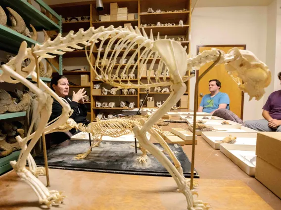 Professor lectures surrounded by a collection of skulls and skeletal specimens.