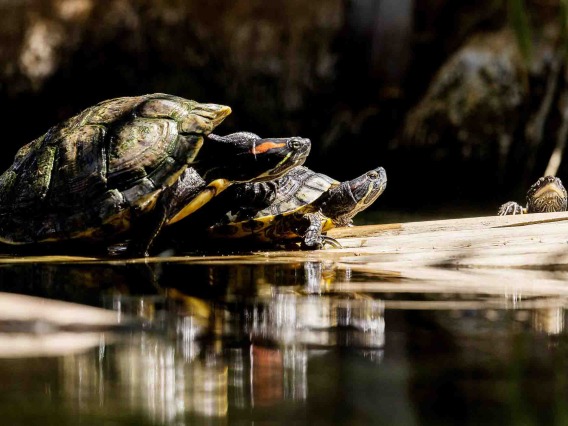3 turtles sun themselves ion log in pond-like setting with a 4th turtle looking on