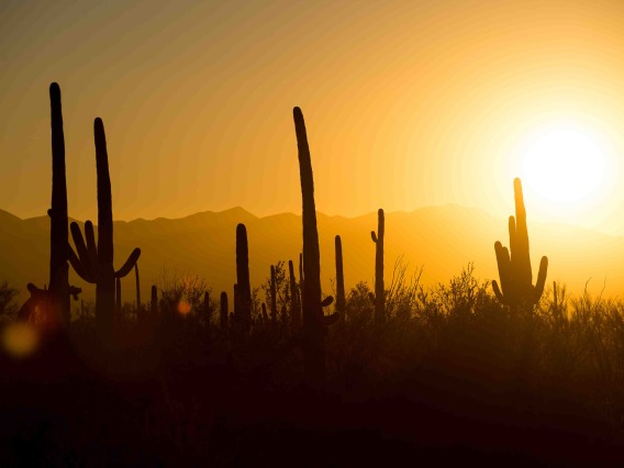 A view of the Sonoran Desert in the late summer sun