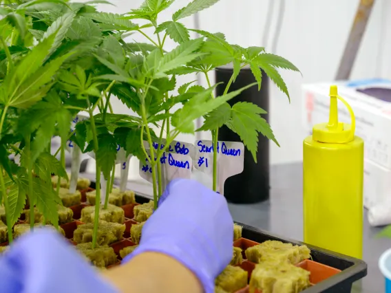 Cannabis in grow house handeld by researcher