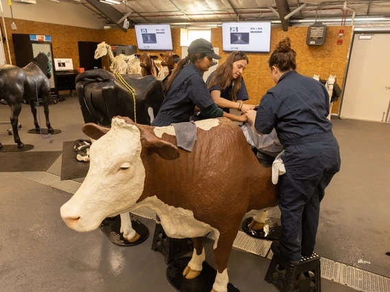 College of Veterinary Medicine students working in a lab using a life-size model of a cow