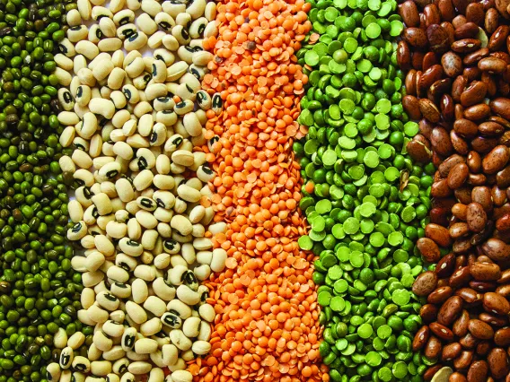 Photograph of various colorful legumes.