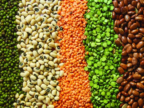Photograph of various colorful legumes.