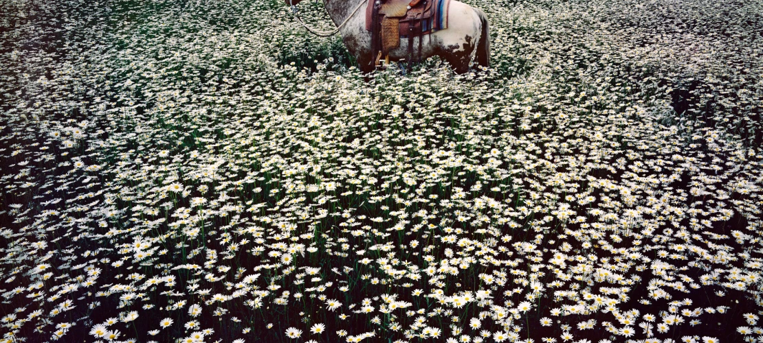 A photograph of a horse in a field, Lucky Spot in Daisy Field. Sussex, 1985