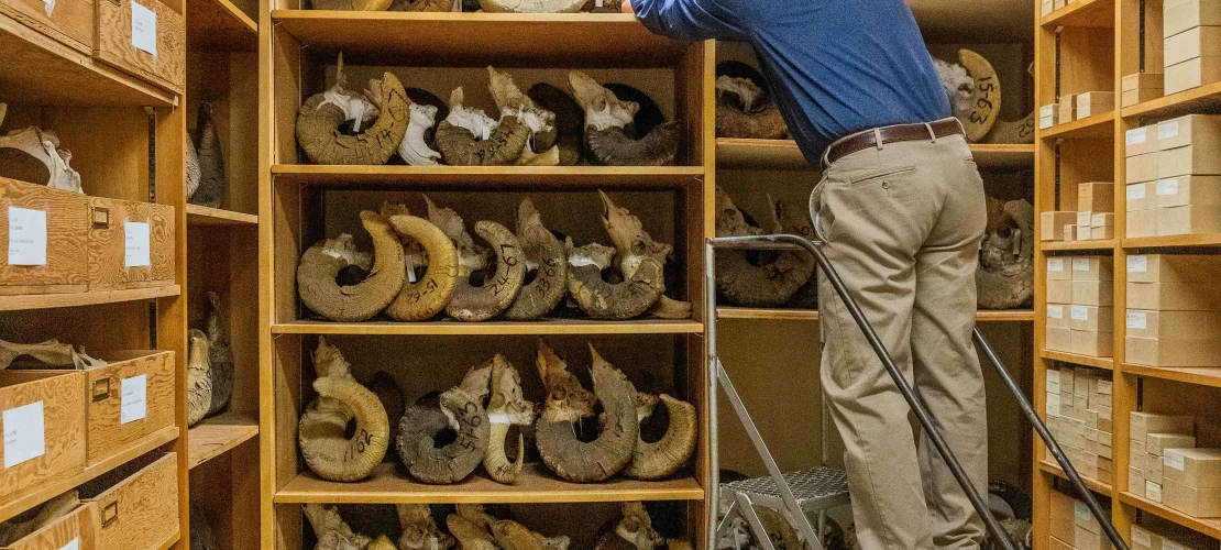 Man climbs on ladder by shelves containing sheep horn specimens