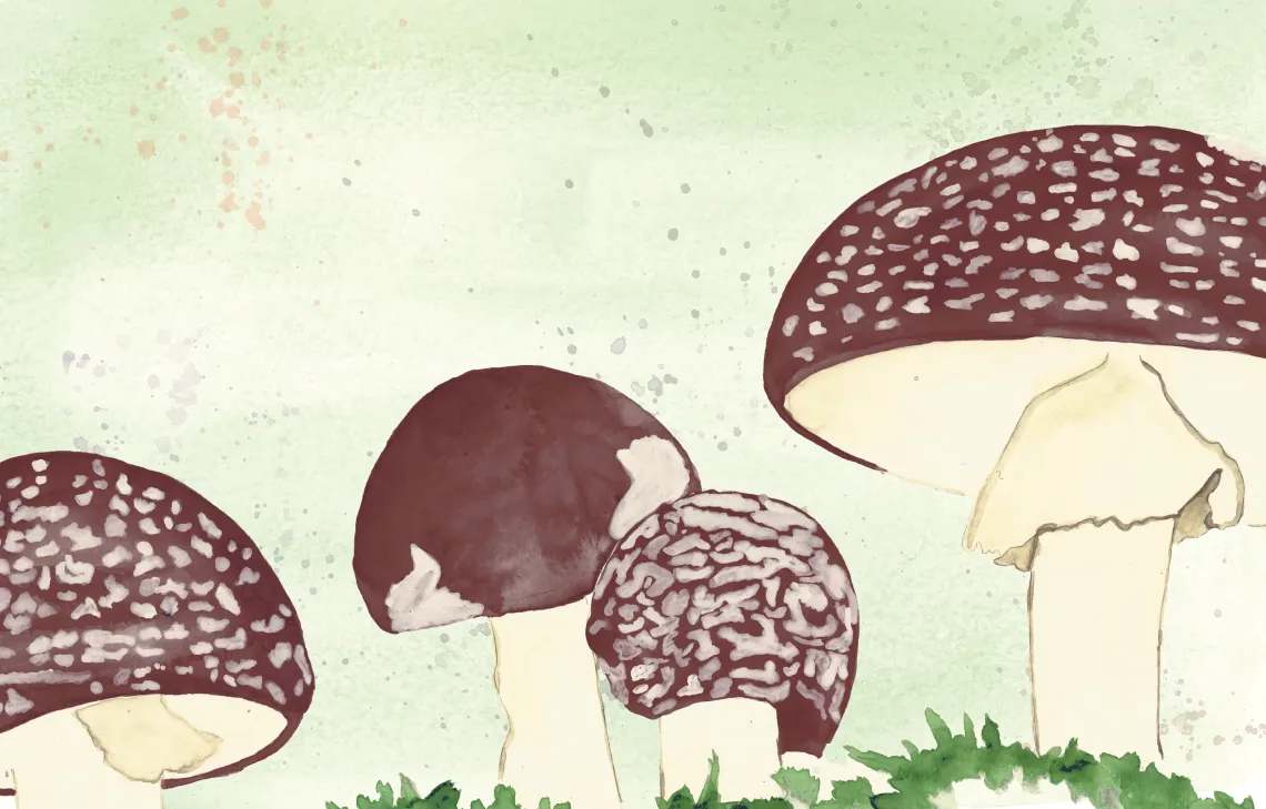 Illustration of mushrooms