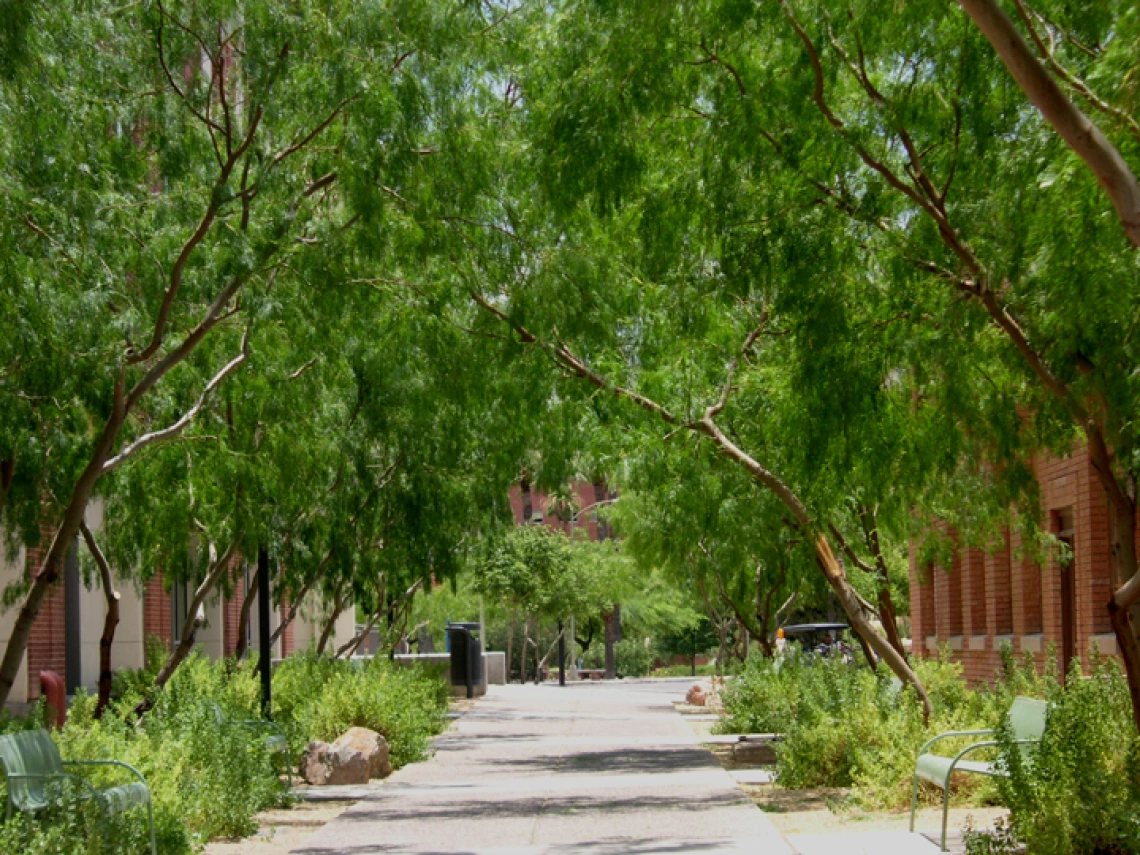 Trees on campus