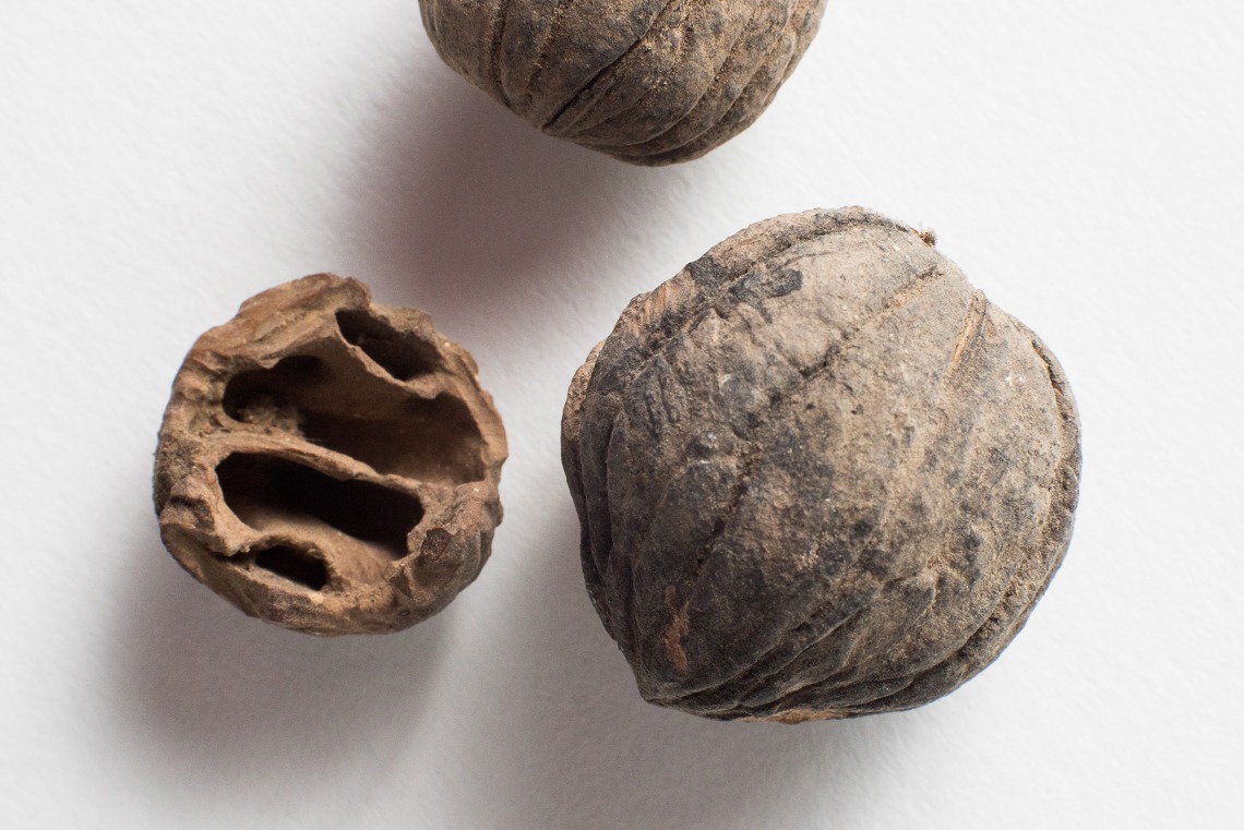 600-year-old American walnut specimen