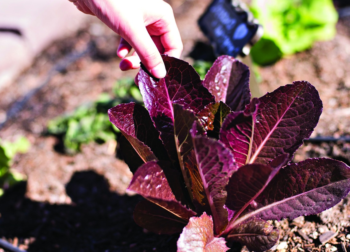 A photograph of someone picking a piece of red lettuce from the plant