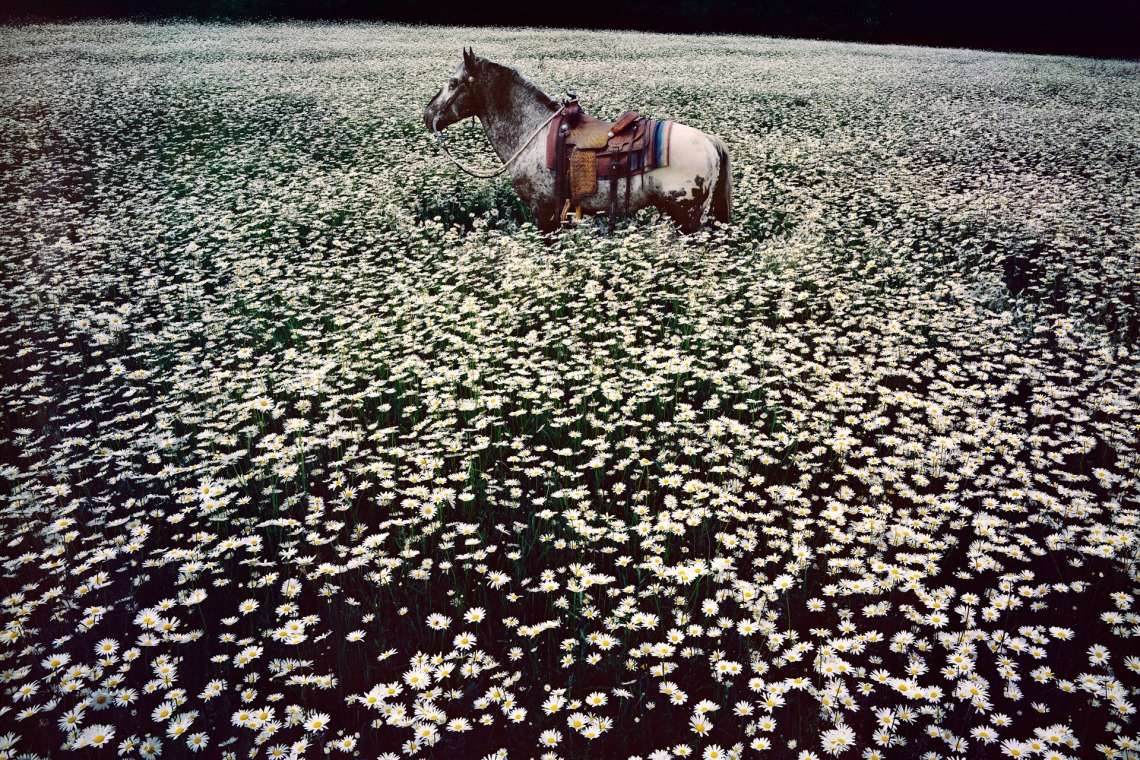 A photograph of a horse in a field, Lucky Spot in Daisy Field. Sussex, 1985