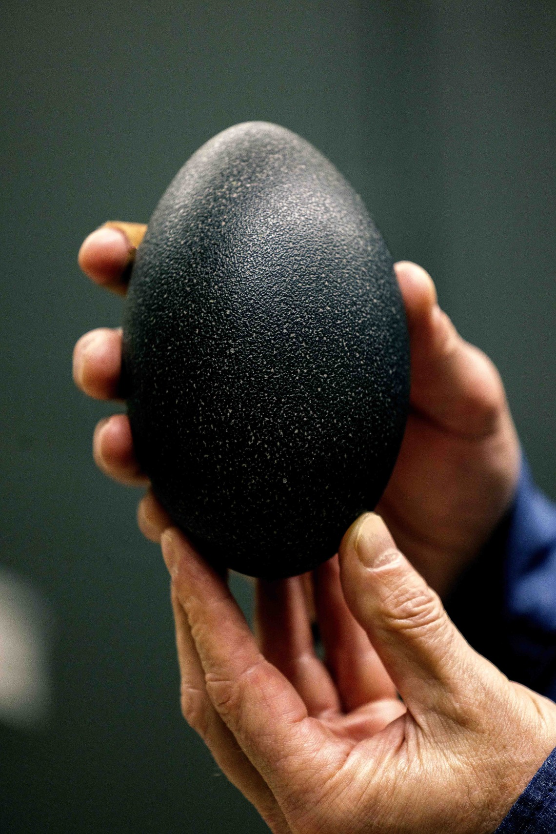 A large fossilized egg