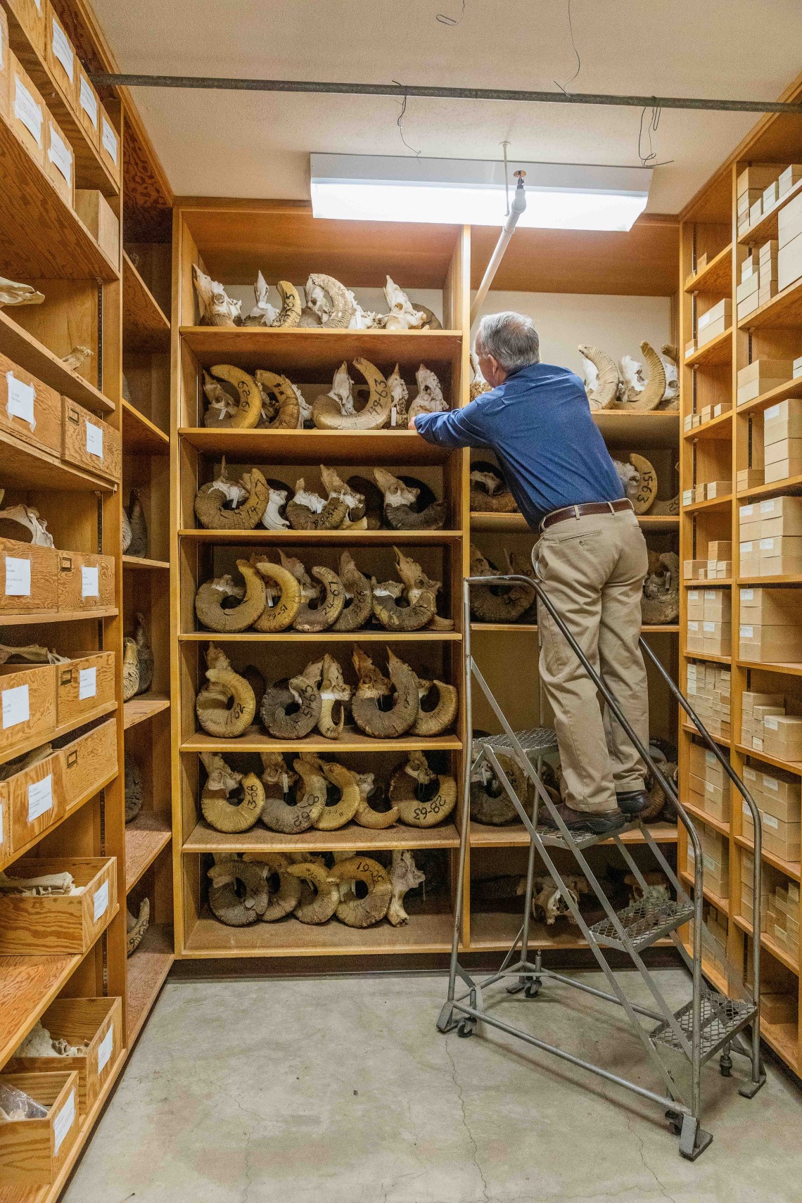 Man climbs on ladder by shelves containing sheep horn specimens