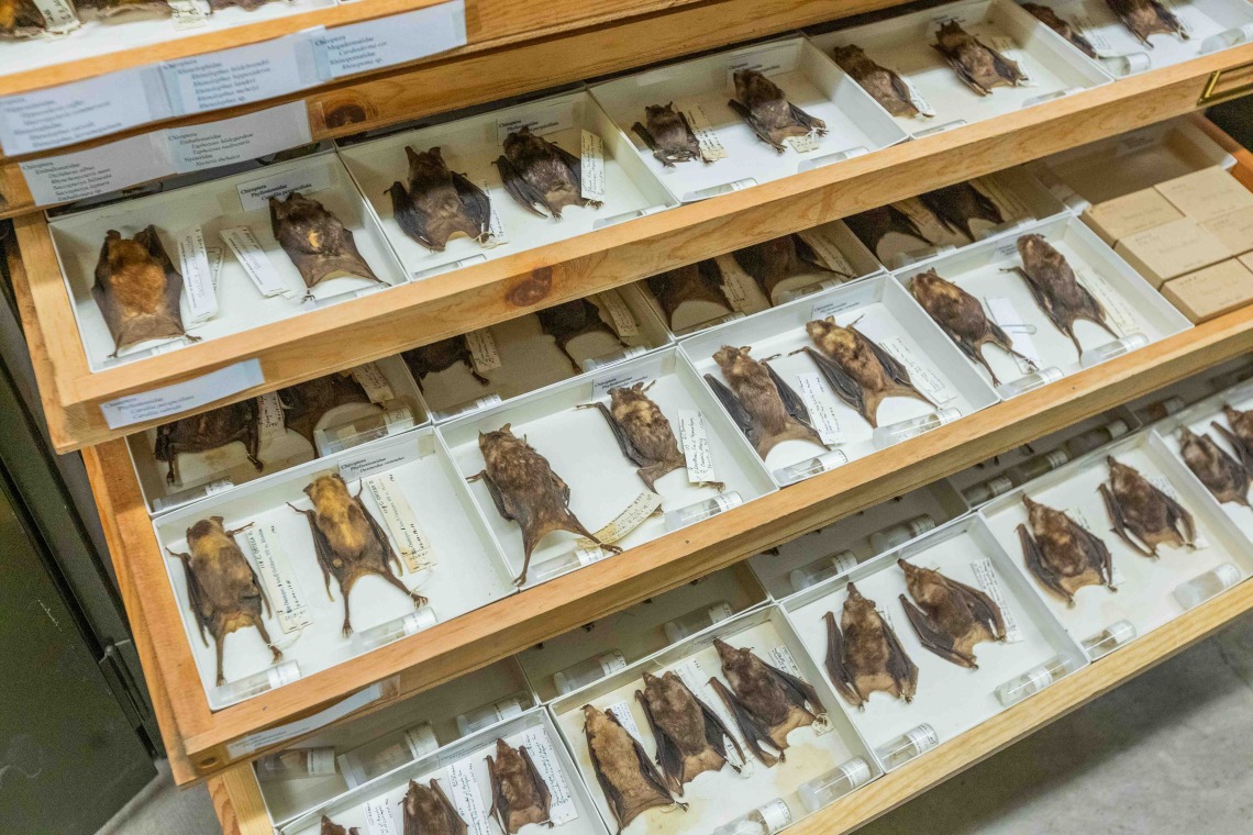 Bat specimens organized in museum collection