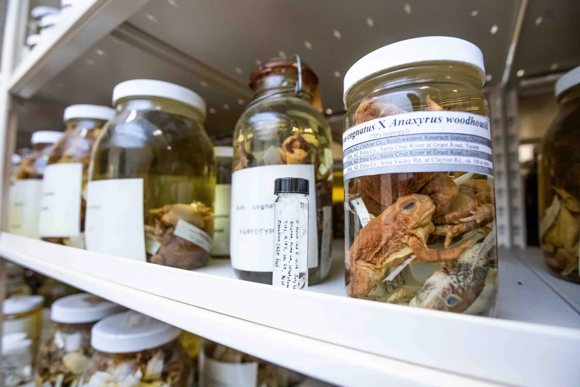 An array of wet specimens in labeled jars