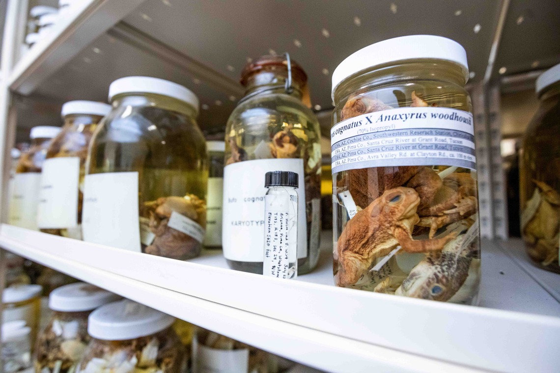 An array of wet specimens in labeled jars