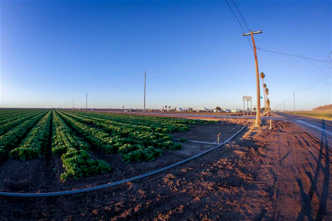 Wide view of an agricultural field with neat rows of crops under a clear blue sky, with power lines and a roadside in the background.
