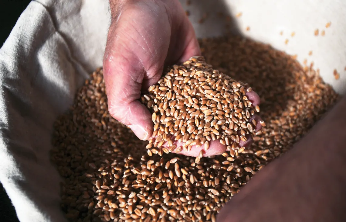 A photograph of a hand filled with seeds