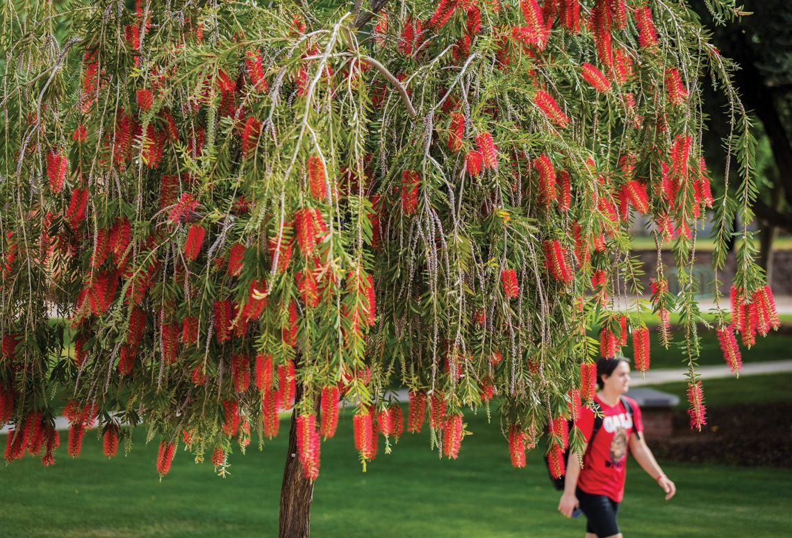 A student wearing Wildcat gear walking next to a tree blossoming with red flowers 
