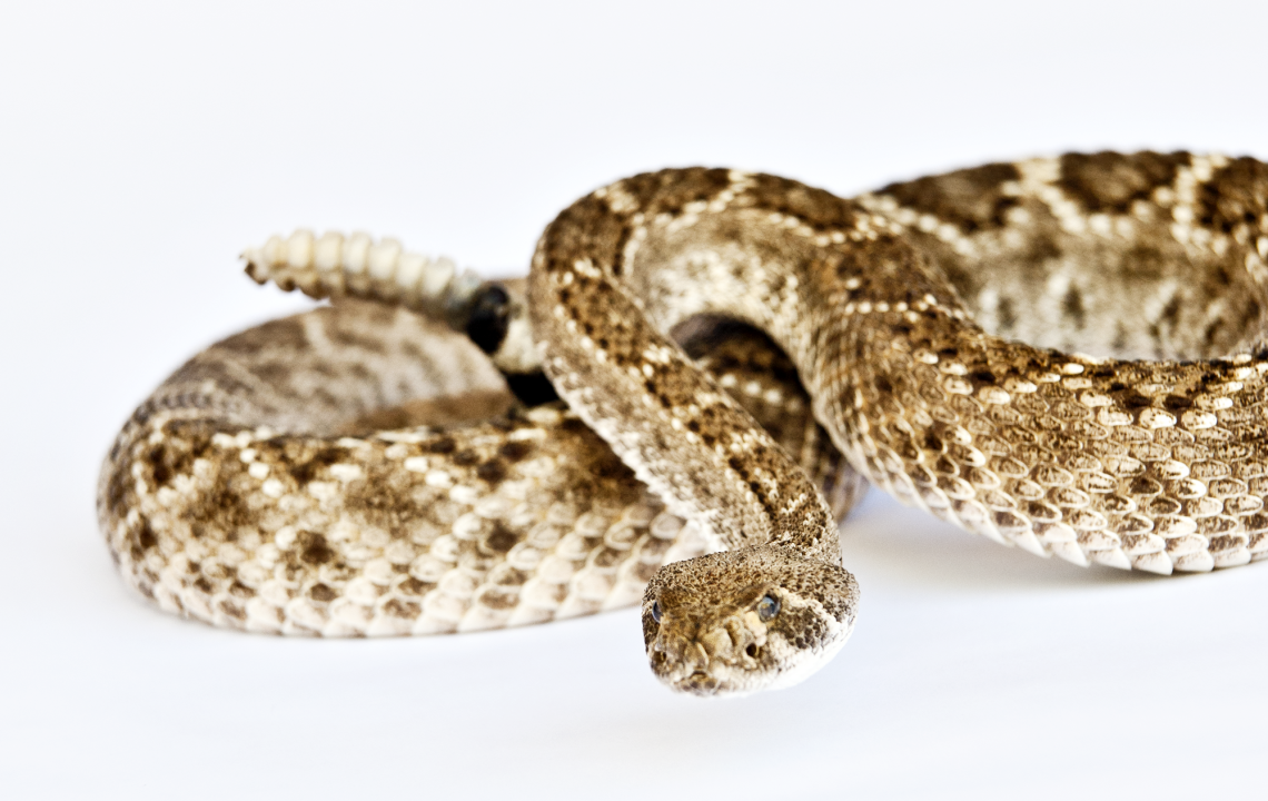 A photograph of a snake up against a white backdrop 