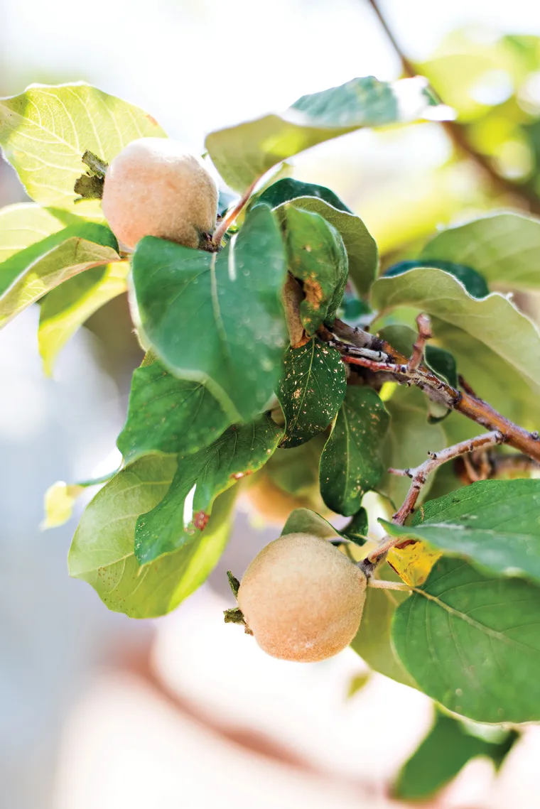 A photograph of apricots growing 