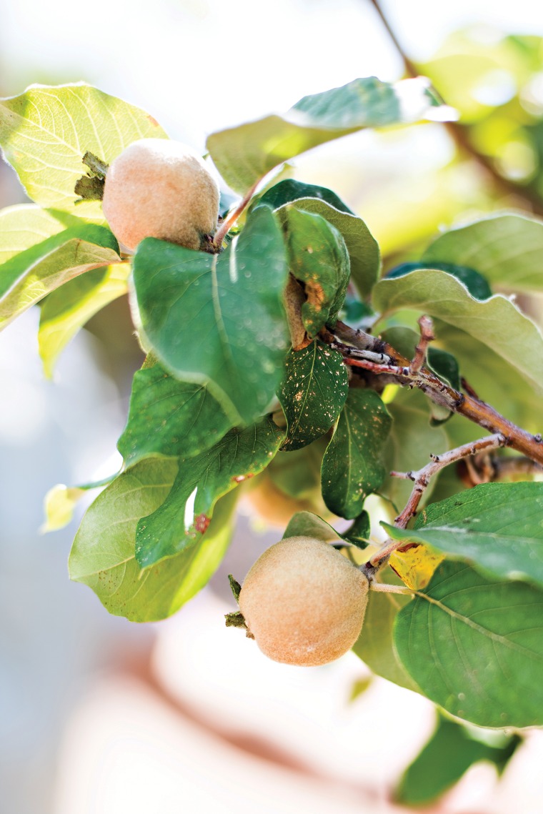 A photograph of apricots growing 