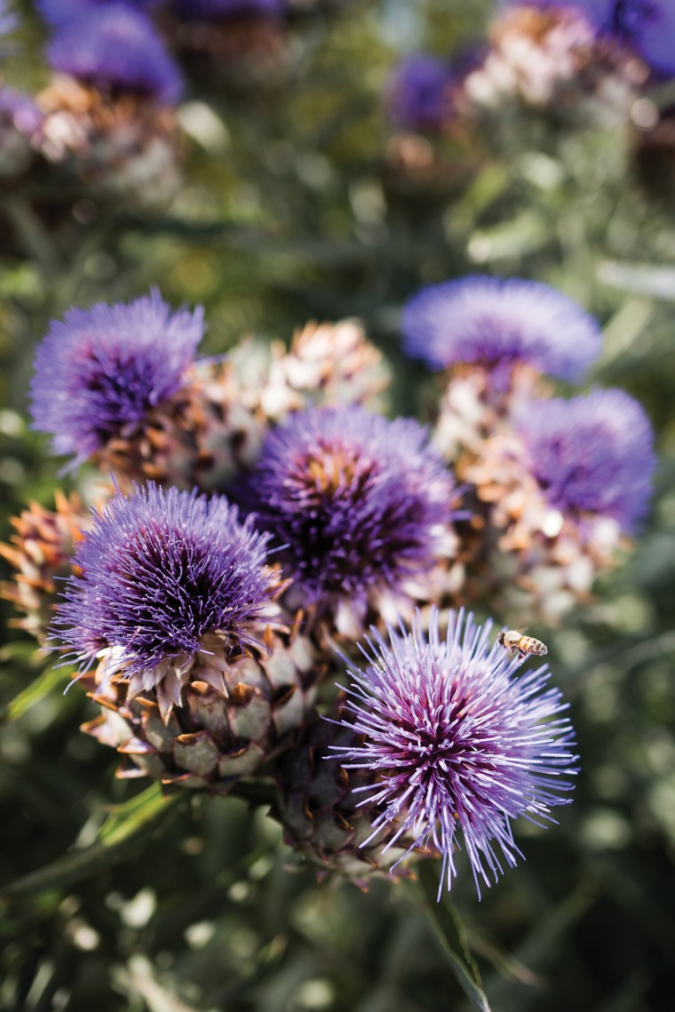 A photograph of Milk Thistle in full bloom