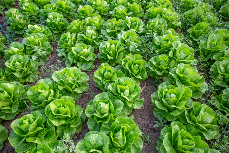 Close-up view of rows of green romaine lettuce growing in rich, tilled soil on a farm.