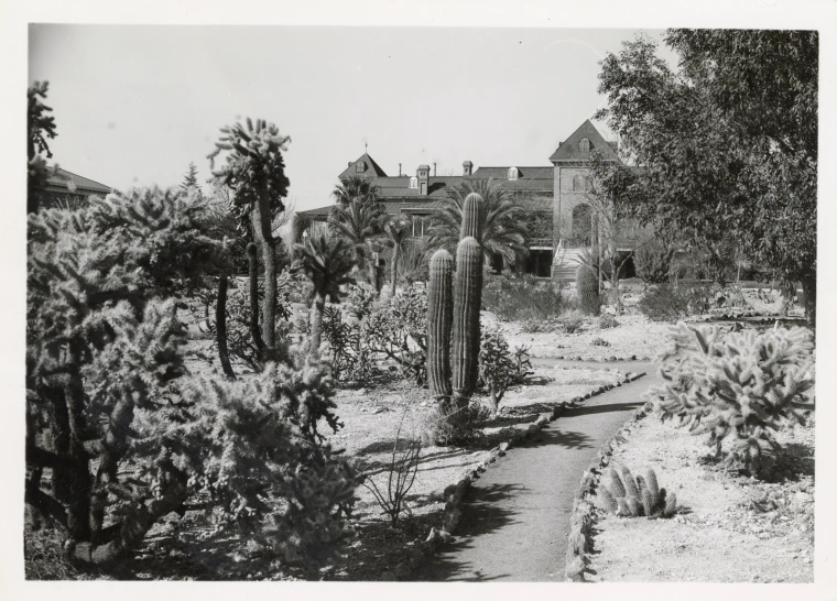 A black and white photo of Old Main, with a walking path and cacti in the front.