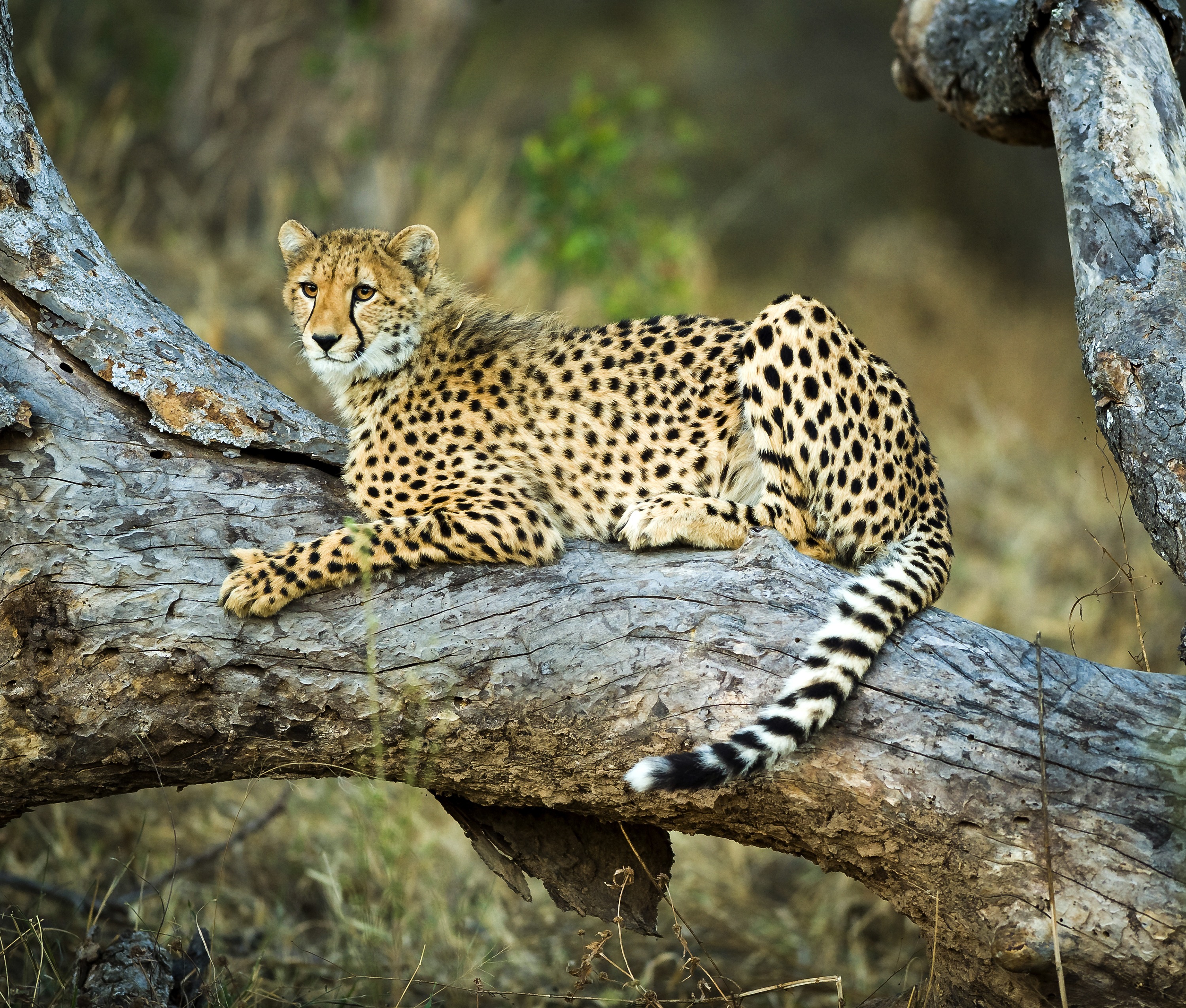 Cheetah on tree branch