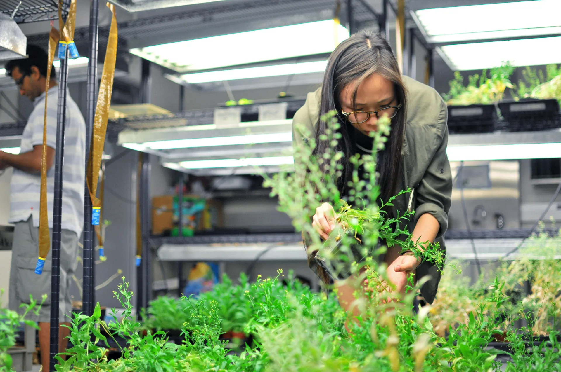 A photograph of indoor farming at the University of Arizona