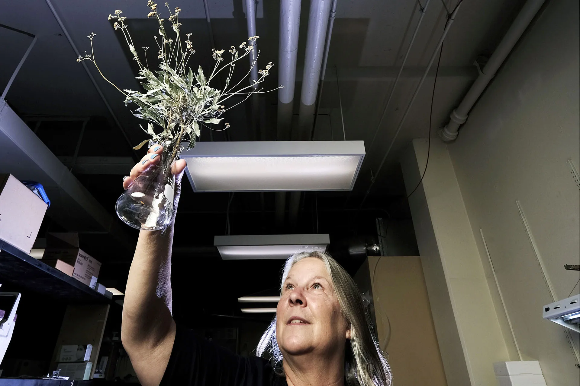 A photograph of Kim Ogden holding a desert shrub 