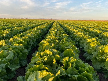 A photograph of Yuma lettuce fields.