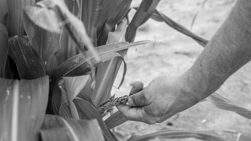 A photograph of dry farming, a practice designed to conserve moisture.