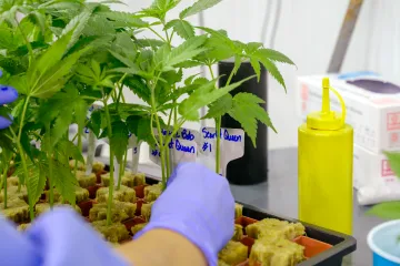 Cannabis in grow house handeld by researcher