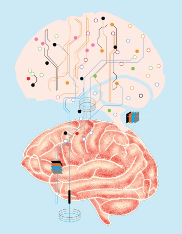 An illustration of the human brain