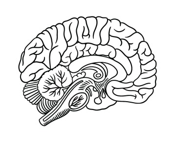 A black and white illustration of a brain