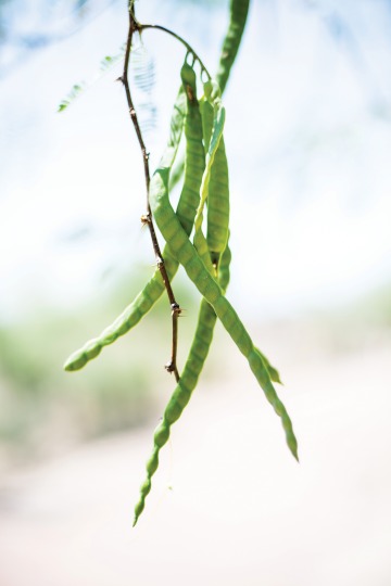 A photograph of bright green mesquite pods hanging from a tree